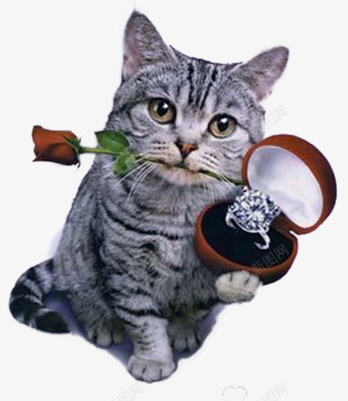 一只小猫png免抠素材_88icon https://88icon.com 勾引 告白 戒指 接受 玫瑰