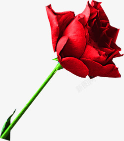 绽放的红色玫瑰花枝七夕情人节素材