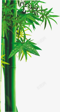 创意合成绿色的竹子素材