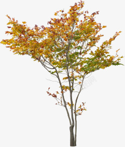 秋季黄色树叶风景装饰素材