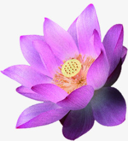 紫色荷花花朵七夕情人节素材