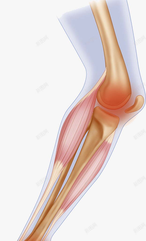 膝盖软骨结构插画png免抠素材_88icon https://88icon.com 关节炎 小腿 肌肉 软骨