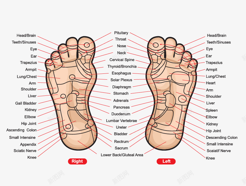 人体脚底穴位图矢量图ai免抠素材_88icon https://88icon.com 人体穴位 人体脚底 养生 按摩 矢量图 穴位图 粉嫩足底 脚 脚底穴位 脚穴位图 足底穴位 足疗按摩 足部