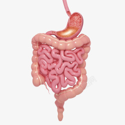结肠人体肠胃医学插画高清图片