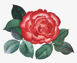 手绘玫瑰花装饰图案素材