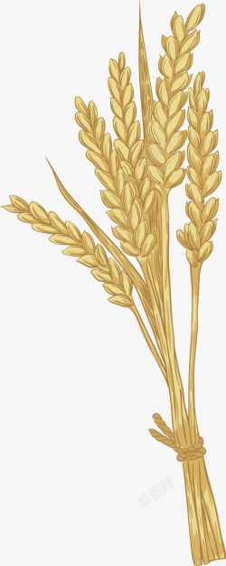 秋季成熟麦子矢量图素材