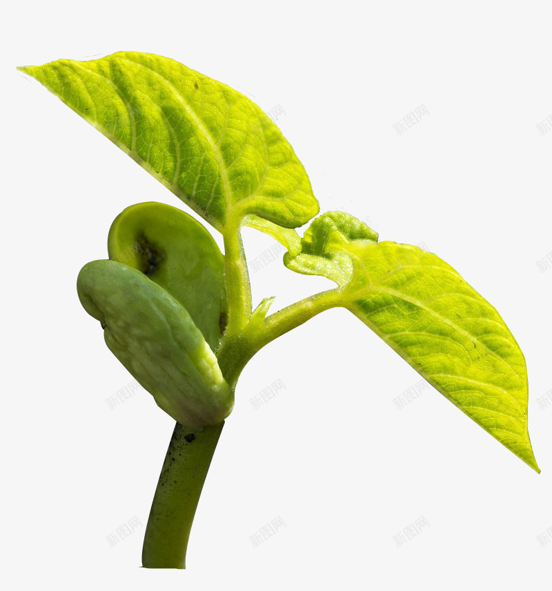 阳光照耀下发芽的绿豆叶子png免抠素材_88icon https://88icon.com 发芽 叶子 绿叶 绿色的豆子 绿豆叶 豆子发芽 阳光