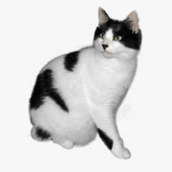 黑白颜色猫素材
