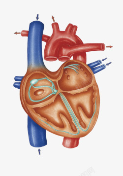系统循环心血管横断面插画高清图片