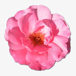 粉色爱心矢量图野玫瑰粉色1图标图标