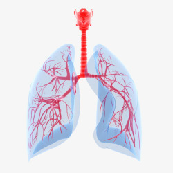 骨骼系统立体插画彩色肺器官卡通插画高清图片