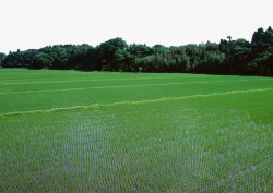 绿色稻田素材