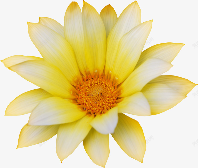 花卉插画花草线描png免抠素材_88icon https://88icon.com 国画花卉素材 国画花草素材 庆典花草 花草 花草ps素材 装饰 装饰卡通