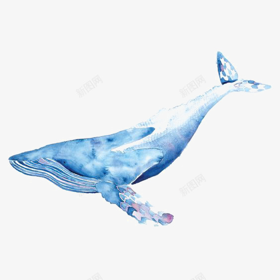 水彩鲸鱼png免抠素材_88icon https://88icon.com 水墨鲸鱼 海洋 蓝色鲸鱼 蓝鲸 鲸鱼插图
