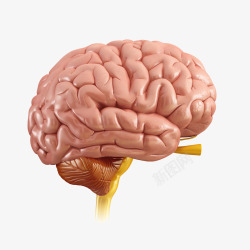 神经器官背景神经系统3D立体插画高清图片