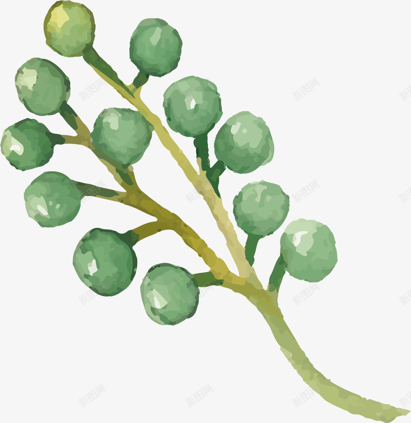 植物插画png免抠素材_88icon https://88icon.com 彩绘 手绘植物 植物插画 花卉植物 花椒 调料