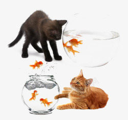 小猫戏耍鱼缸里的小鱼素材