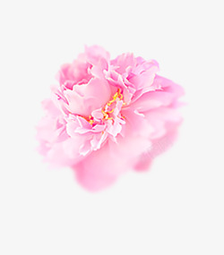 花团粉红色浪漫花团元素高清图片