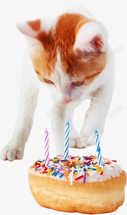 猫咪生日蛋糕png免抠素材_88icon https://88icon.com 小猫 猫咪 生日 生日蛋糕 蛋糕