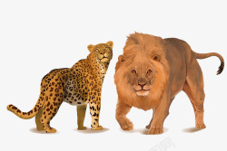 豹子与狮子素材