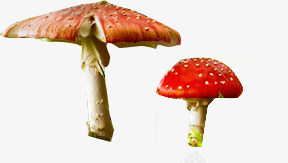 摄影颜色鲜艳的蘑菇png免抠素材_88icon https://88icon.com 摄影 蘑菇 颜色 鲜艳