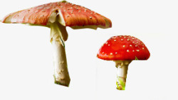 摄影颜色鲜艳的蘑菇素材