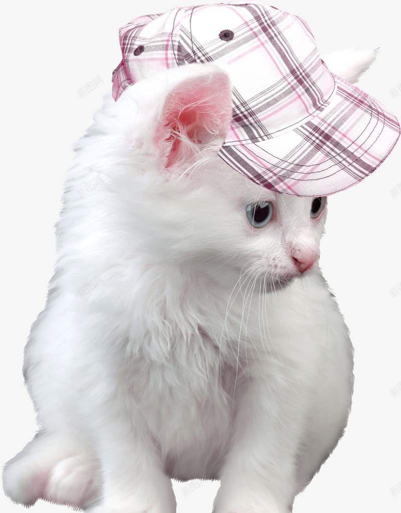 戴帽子的小猫png免抠素材_88icon https://88icon.com 动物 实物 小猫 小猫咪 戴帽子的小猫 猫咪