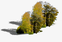 秋季黄色树林装饰素材