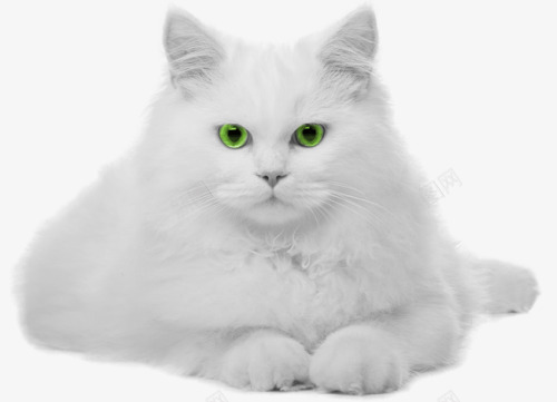 白色动物小猫png免抠素材_88icon https://88icon.com 动物 小猫 白色动物