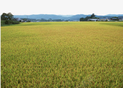 青黄交接的稻田素材