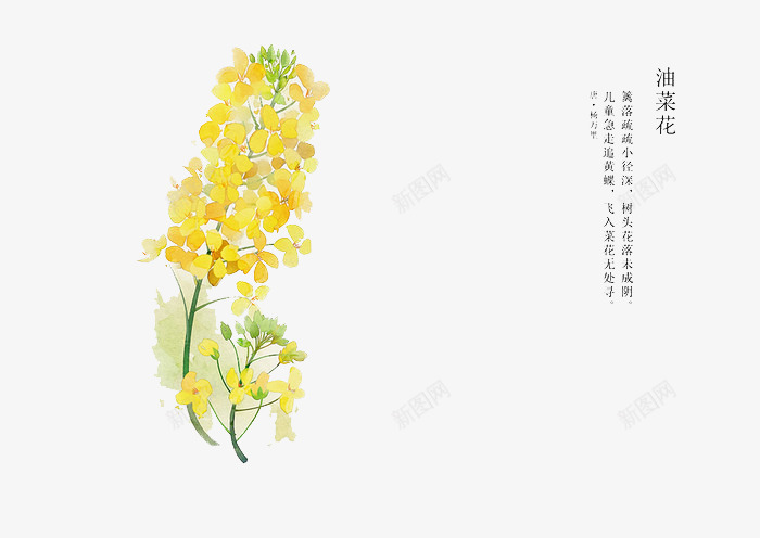 手绘花卉png免抠素材_88icon https://88icon.com 卡通 手绘 手绘插画 手绘素材 插画 油菜花