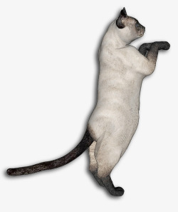 跳跃的猫咪跳跃猫咪高清图片