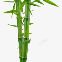 绿色竹子竹节素材