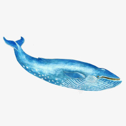 手绘一只蓝色可爱的座头鲸插画P素材