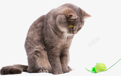 小猫和球png免抠素材_88icon https://88icon.com 宠物 小猫 猫咪 球球