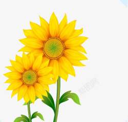 向日葵植物插画向日葵高清图片