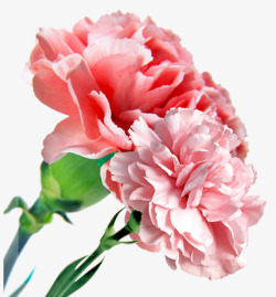 康乃馨花束粉色康乃馨13高清图片