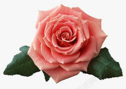 十一朵玫瑰粉色玫瑰花朵高清图片