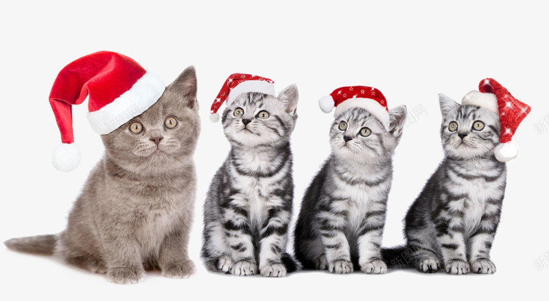 带着帽子的猫咪png免抠素材_88icon https://88icon.com 创意 圣诞帽 小猫带着圣诞帽