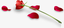 散落花瓣的玫瑰七夕情人节素材
