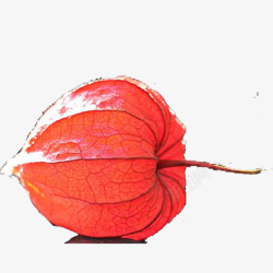 红叶子一片灯笼叶高清图片