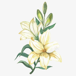 白百合花瓣手绘白色百合花高清图片