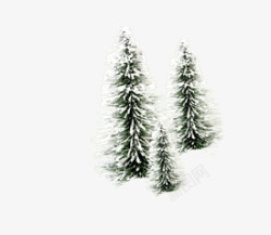 三棵雪松树素材