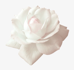 白色玫瑰花装饰素材