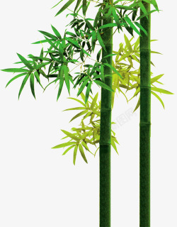 绿色清新竹子美景素材