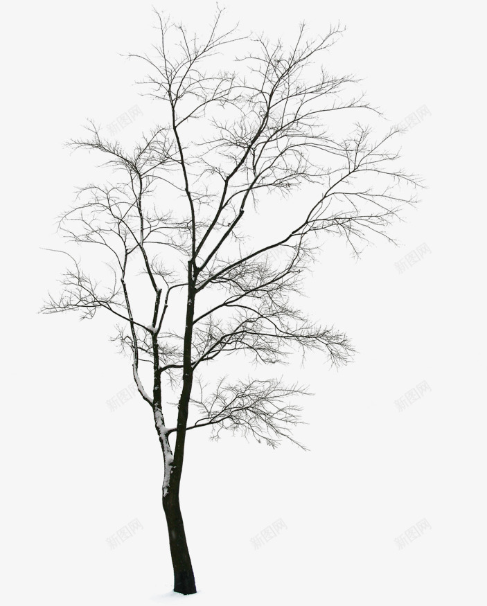 冬天中的树干png免抠素材_88icon https://88icon.com 冬天 树干 简约 设计