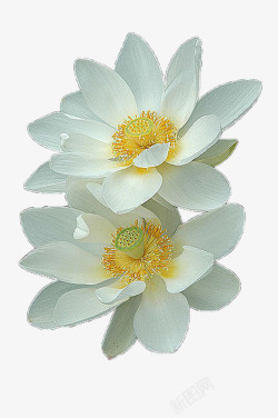 两朵白色莲花素材
