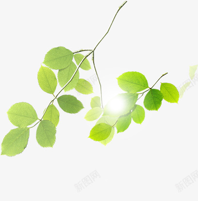 绿色树影阳光树叶png免抠素材_88icon https://88icon.com 树叶 树叶阴影 树影 绿色 阳光