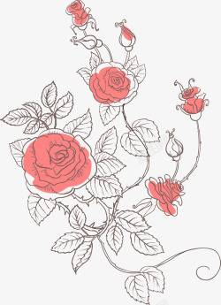 素描玫瑰花黑色线条植物高清图片