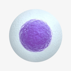3D细胞模3D卵细胞立体插画高清图片